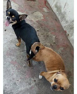 Chihuahua isane paaritamiseks (2 foto / 3)