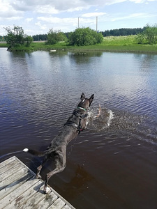 Sekarotuinen uros (2 valokuva sivusta 2)