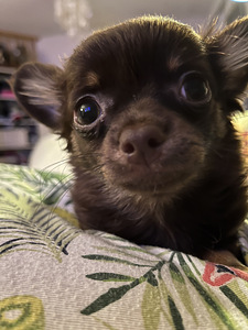 Chihuahua (1 valokuva sivusta 4)