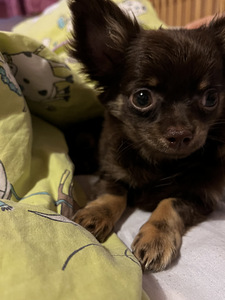 Chihuahua (3 valokuva sivusta 4)