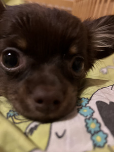 Chihuahua (4 valokuva sivusta 4)