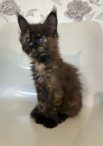 Maine coon tyttö (2 valokuva sivusta 5)