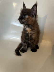 Maine coon tyttö (4 valokuva sivusta 5)