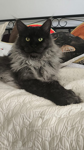 2 puhdasrotuista maine coon tyttö pentua (3 valokuva sivusta 3)