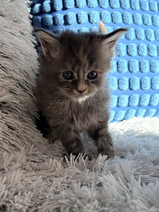 Maine coon. (3 valokuva sivusta 7)