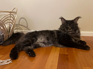 Maine coon. (5 valokuva sivusta 5)