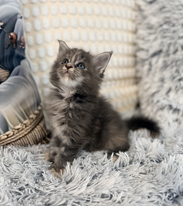 Maine coon. (1 valokuva sivusta 5)