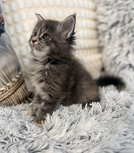 Maine coon. (3 valokuva sivusta 5)