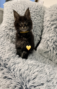 Maine coon poika pennut (1 valokuva sivusta 4)