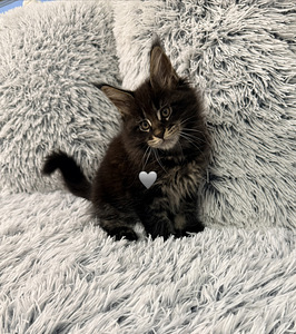Maine coon poika pennut (2 valokuva sivusta 4)