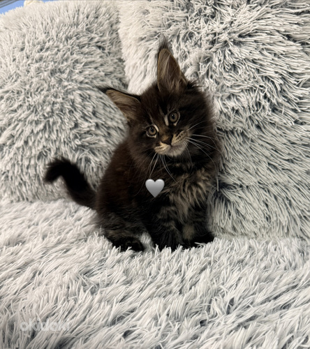 Maine coon poika pennut