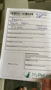 Maine coon (2 valokuva sivusta 9)