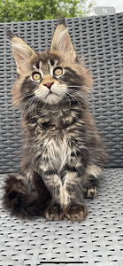 Maine coon (7 valokuva sivusta 9)