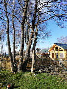 Стрижка газонов,кустов,живой изгороди,спил деревьев, (6 фото из 10)