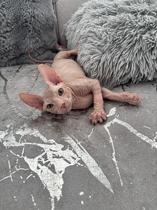 Don Sphynx kassipoja (2 foto / 4)