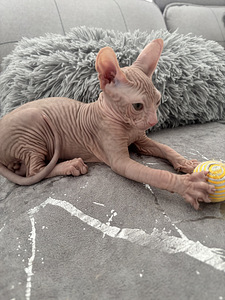 Don Sphynx kassipoja (3 foto / 4)