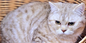 Кошки