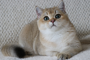 Британские котята (2 фото из 3)
