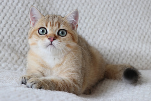 Британский котенок (2 фото из 3)