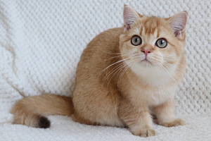 Британский котенок (3 фото из 3)