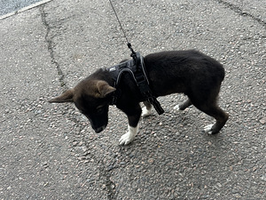 Sekarotuinen saksanpaimenkoiran pentu (4 valokuva sivusta 4)