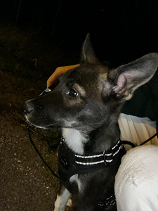 Sekarotuinen/saksanpaimenkoira mix Luna (6 valokuva sivusta 7)