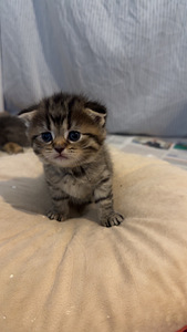 Suloiset, Leikkisät Kissanpennut Etsivät Rakastavia Kotia (2 valokuva sivusta 7)