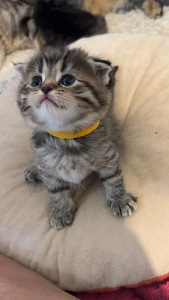 Suloiset, Leikkisät Kissanpennut Etsivät Rakastavia Kotia (3 valokuva sivusta 7)