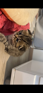 Suloiset, Leikkisät Kissanpennut Etsivät Rakastavia Kotia (4 valokuva sivusta 7)