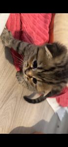 Suloiset, Leikkisät Kissanpennut Etsivät Rakastavia Kotia (5 valokuva sivusta 7)