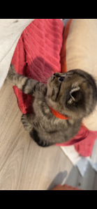 Suloiset, Leikkisät Kissanpennut Etsivät Rakastavia Kotia (7 valokuva sivusta 7)