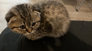 Scottish/Siperia poika pentu (1 valokuva sivusta 4)