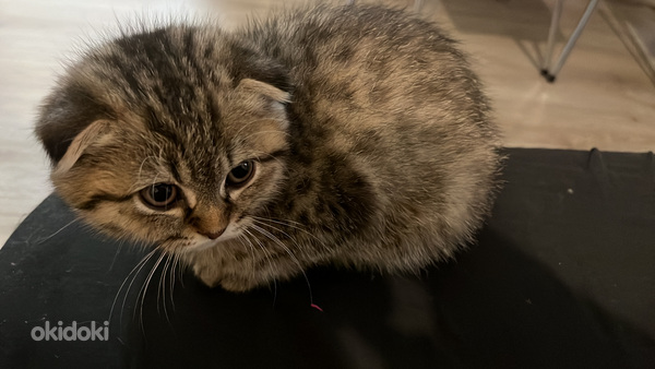 Scottish/Siperia poika pentu