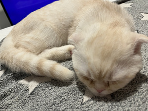 Kissan pentu (2 valokuva sivusta 4)