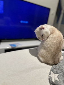 Kissan pentu (3 valokuva sivusta 4)