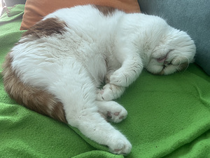 Шотландская вислоухая кошка ищет дом (6 фото из 9)
