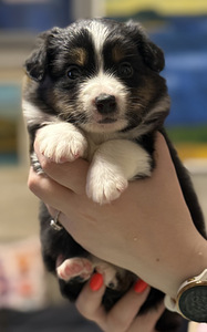 Pieniamerikanpaimenkoira (7 valokuva sivusta 7)