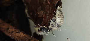 Изоподы "Dairy cow" (Porcellio Laevis) (1 фото из 2)