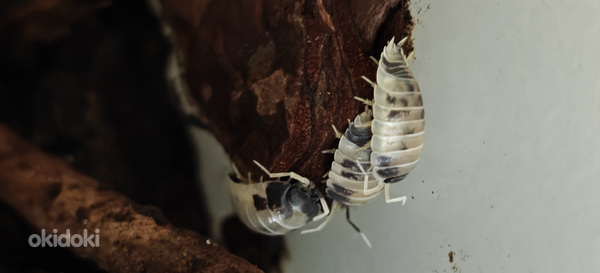 Изоподы "Dairy cow" (Porcellio Laevis)