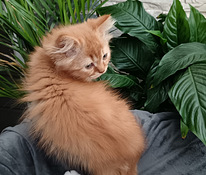 Kissan pentu