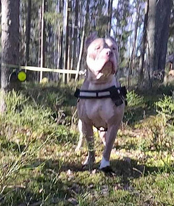 American bully