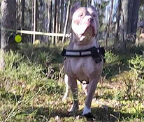 American bully