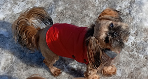 Shih tzu-neiti