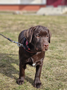 Labrador Retriver EKL/FCI (2 foto / 3)