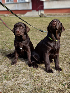 Labrador Retriver EKL/FCI (3 foto / 3)