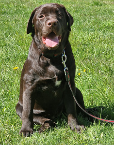 Labradori retriiver FCI/EKL