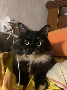 Kassike otsib peigmeest (1 foto / 1)