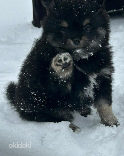 Mittelspitz/Kleinspitz rotujen narttu pennut