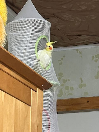Обменять нимфу