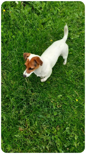 Jack Russell terjer